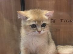 -袖虎·猫馆(体育西路店)