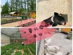 -前小桔亲子创意农场·草莓采摘·露营烧烤