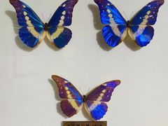 -上海昆虫博物馆