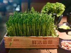 活体豌豆苗-左庭右院鲜牛肉火锅(新梅广场店)