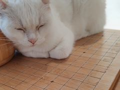 -有猫主题·治愈系猫咖(曾厝垵店)