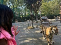 -上海野生动物园老虎餐厅