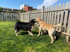 -趣玩宠物乐园寄养训犬训狗游泳池