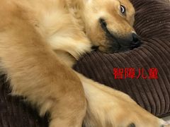-芭比堂动物医院·24小时·眼科中心(深圳中心)