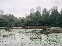 -龙头寺公园