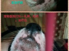 -西安京西宠物医院·瘫痪·疑难杂症