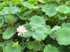 -龙头寺公园