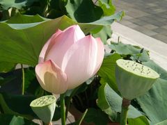 -莲花池公园