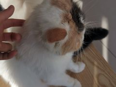 -平行世界·猫咖(首经贸店)