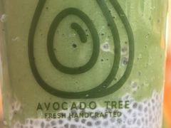 -油梨树 AVOCADO TREE(亮马桥店)