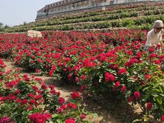-密云玫瑰情园
