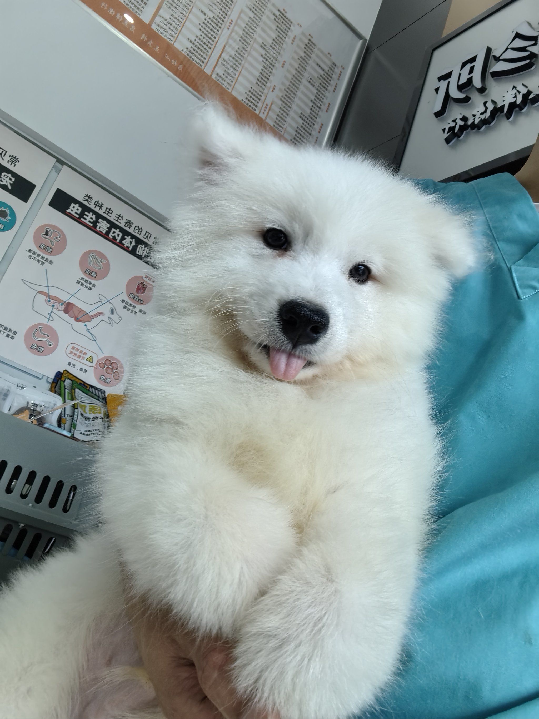 吐舌头的小狗狗