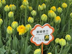 -荷兰花海