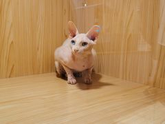 -屋虎猫馆(宝安大仟里店)