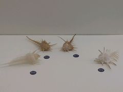 -青岛贝壳博物馆