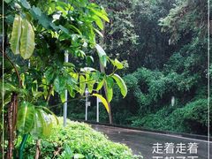 -火炉山森林公园