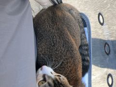 -博特宠物医院24h犬猫全科.骨科·异宠
