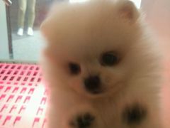 -1013 PET SHOP 宠物商店(近铁城市广场店)