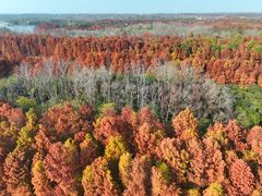 -上海海湾国家森林公园