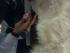 -pd派德宠物中心医院24H急重症·眼科中心·血液透析中心(嵩山北路店)