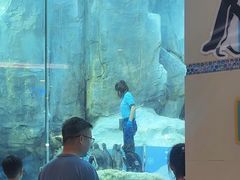 -帝企鹅自助餐厅•儿童岛•真企鹅(长隆企鹅酒店)