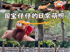 -都江堰中华大熊猫苑