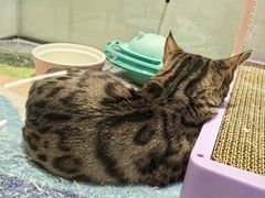 -babydoll猫舍·米努特·德文·缅因(久光中心店)