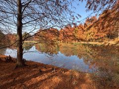-上海海湾国家森林公园