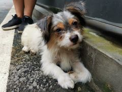 -爱诺耐芙动物医院(万博店)