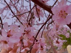 -桃花堤公园