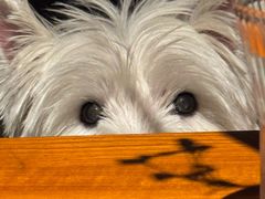 -陶享时光西餐·下午茶(信河街店)