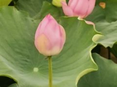 -荷塘月色湿地公园·向阳花洲