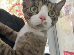 -纳吉亚猫专科动物诊疗中心(蒋宅口分院)