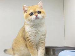 -lincat·猫舍(广州店)
