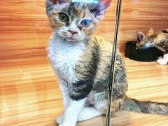-猫十亿·布偶金渐层·曼基康矮脚猫舍(青年路店)
