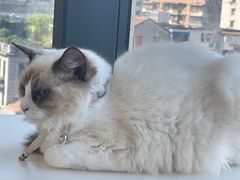 -怪兽屋·羊驼·猫咖·狗咖(俊华广场店)