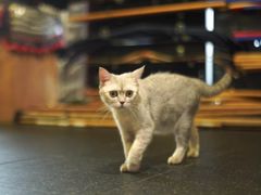 -国际咏春拳联合会拳馆俱乐部