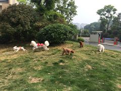 -喵宠乐园·撸猫互动·猫舍