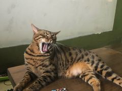 -猫猫幼稚园·撸猫·桌游·电玩
