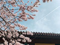 -桃花堤公园