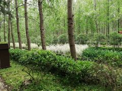 -合肥滨湖国家森林公园