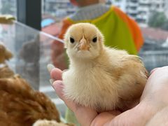 -怪兽屋·羊驼·猫咖·狗咖(俊华广场店)