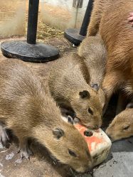 -Zoolung Zoolung动物主题公园(海信广场店)