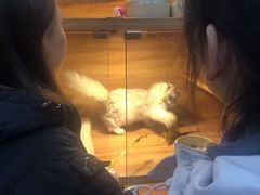 -喵百万·布偶·蓝金金渐层英短·猫舍(百子湾店)