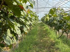 -马陆小张葡萄园农家乐