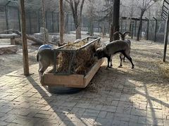 -青藏高原野生动物园