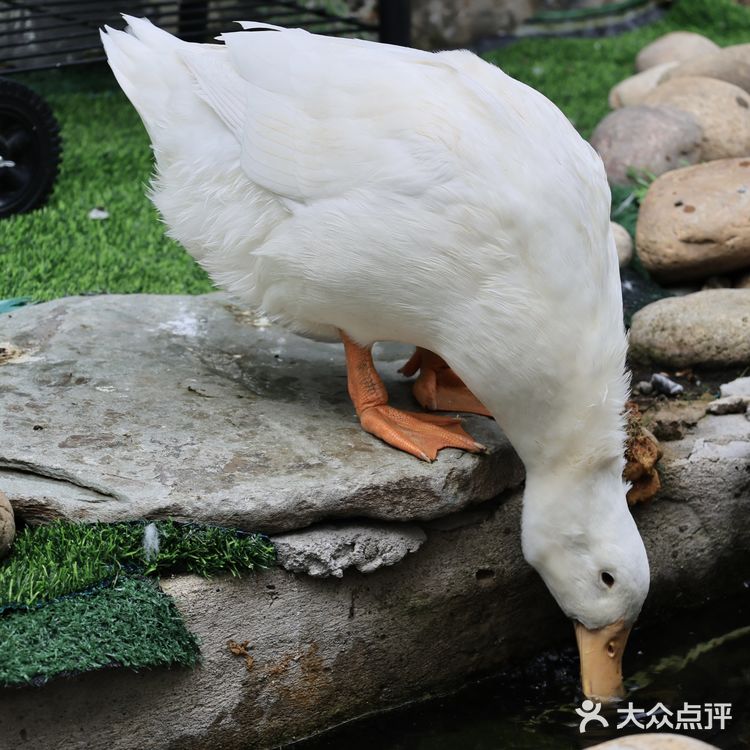 北京的北京的 神仙院子