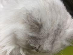 -瑞鹏宠物医院·骨外科·心肾科·肿瘤科(九亭店)