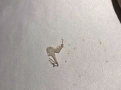 -大鸭梨烤鸭(枣园店)