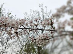 -顾村公园